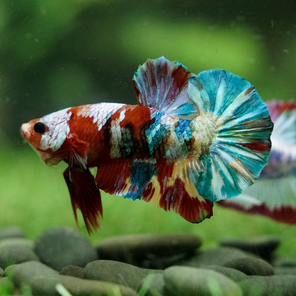 Multicolor/Galaxy Koi Plakat -16 weeks Old