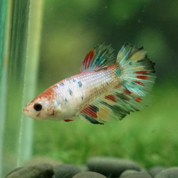 Multicolor/ Galaxy Koi Halfmoon - Female- 13 Weeks Old