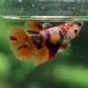 Multicolor/ Galaxy Koi Halfmoon- Female- 13 Weeks Old