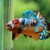 Multicolor/Galaxy Koi Plakat -13 weeks Old