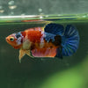 Multicolor/ Galaxy Koi Plakat- Female- 13 Weeks Old