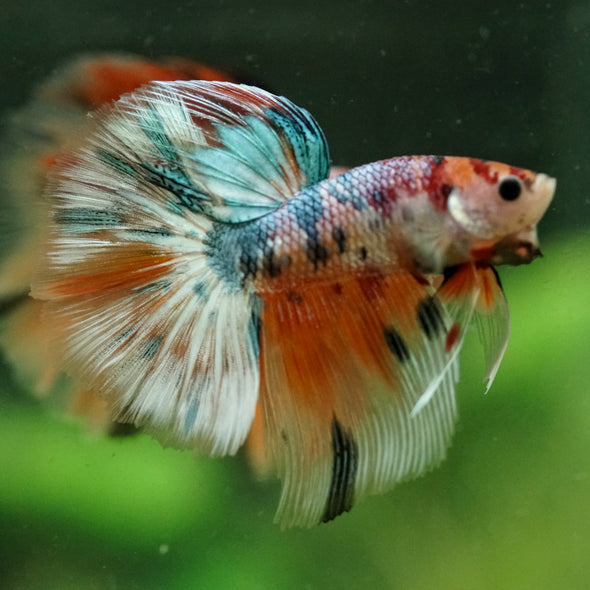 Galaxy/Candy Koi Halfmoon - 14 weeks old
