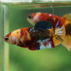Multicolor/ Galaxy Koi Plakat- Female- 13 Weeks Old