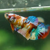 Multicolor/ Galaxy Koi Plakat- Female- 13 Weeks Old