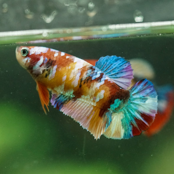 Multicolor/ Galaxy Koi Plakat- Female- 13 Weeks Old
