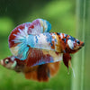 Multicolor/Galaxy Koi Plakat -13 weeks Old