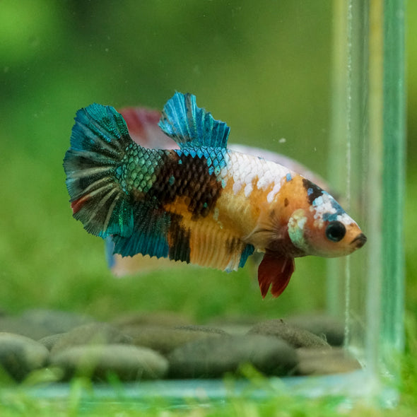 Multicolor/ Galaxy Koi Plakat- Female- 13 Weeks Old