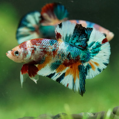 Multicolor/Galaxy Koi Plakat -16 weeks Old