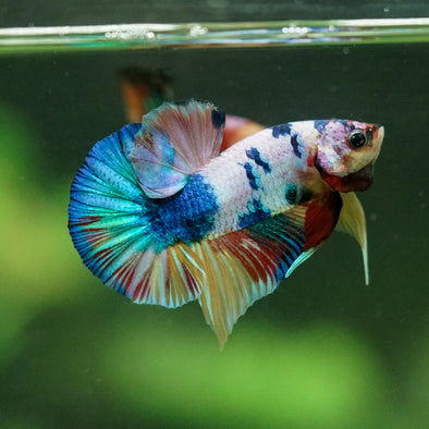 Multicolor/Galaxy Koi Plakat -10 weeks Old