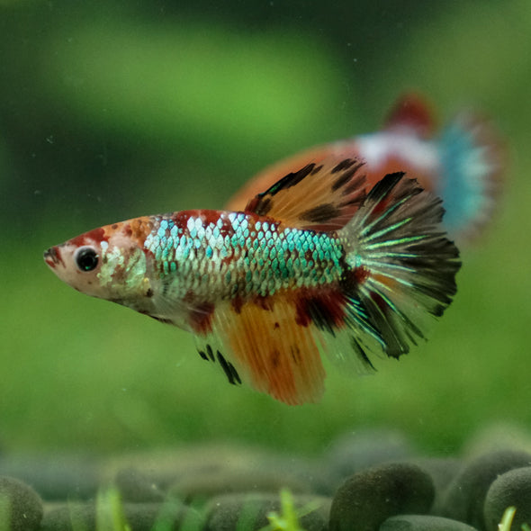 Multicolor/ Galaxy Koi Halfmoon- Female- 13 Weeks Old