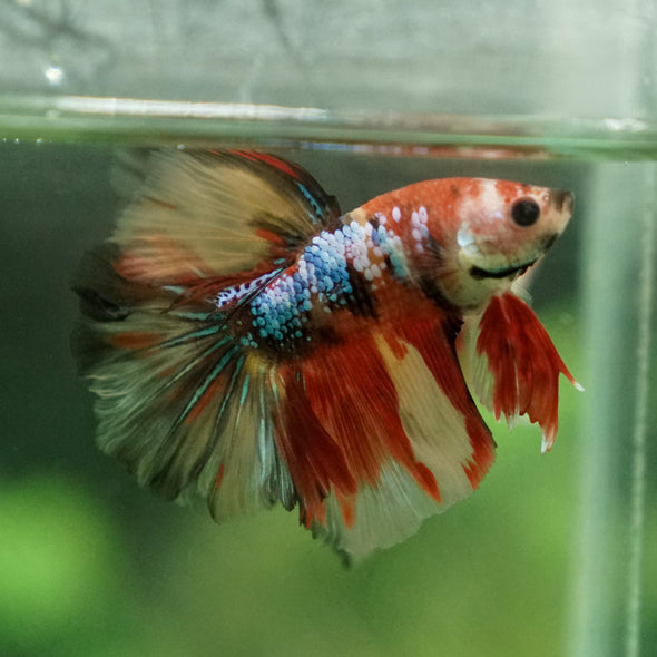 Candy/Galaxy Koi Halfmoon - 11 weeks old