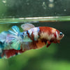 Multicolor/ Galaxy Koi Plakat- Female- 13 Weeks Old