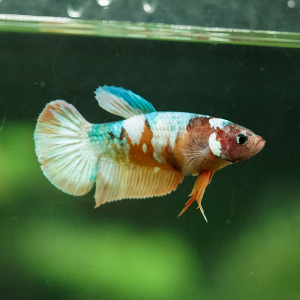 Multicolor/ Galaxy Koi Plakat- Female- 13 Weeks Old