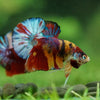 Multicolor/Galaxy Koi Plakat -16 weeks Old