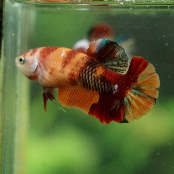 Multicolor/ Galaxy Koi Plakat- Female- 13 Weeks Old