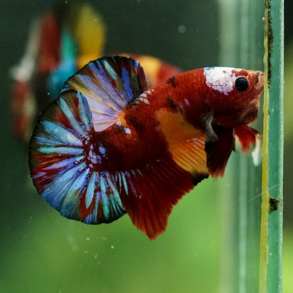 Multicolor/Galaxy Koi Plakat -16 weeks Old