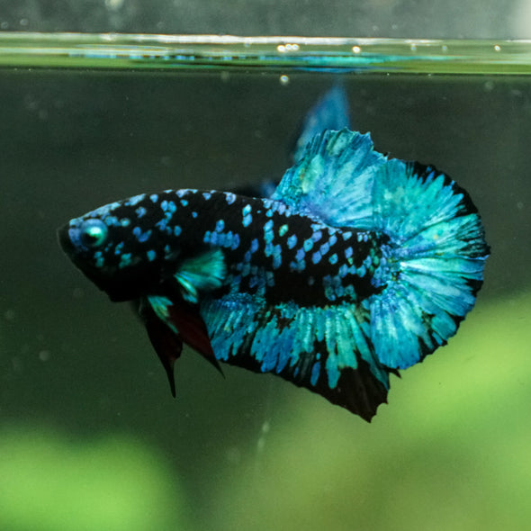 Black Koi Galaxy Plakat (Avatar) -13 weeks Old