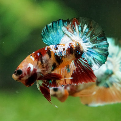 Multicolor/Galaxy Koi Plakat -16 weeks Old