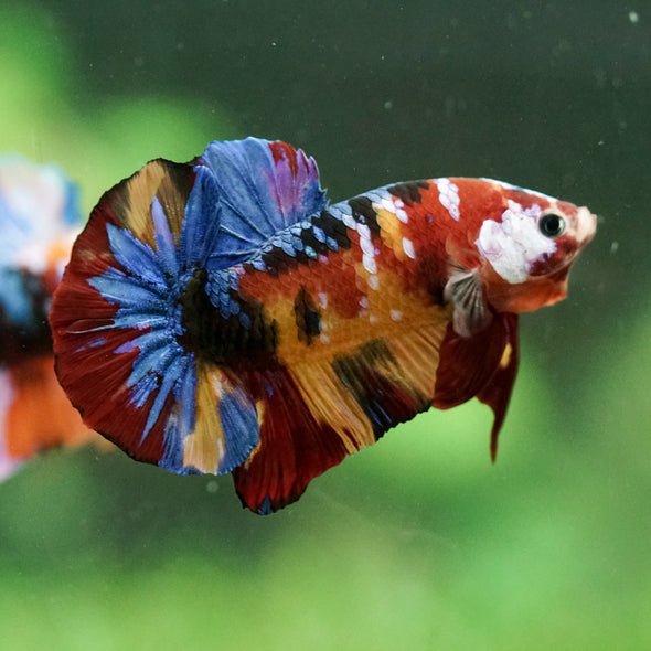 Multicolor/Galaxy Koi Plakat -16 weeks Old
