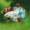 Multicolor/Galaxy Koi Plakat -16 weeks Old