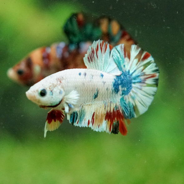 Multicolor/Galaxy Koi Plakat -16 weeks Old