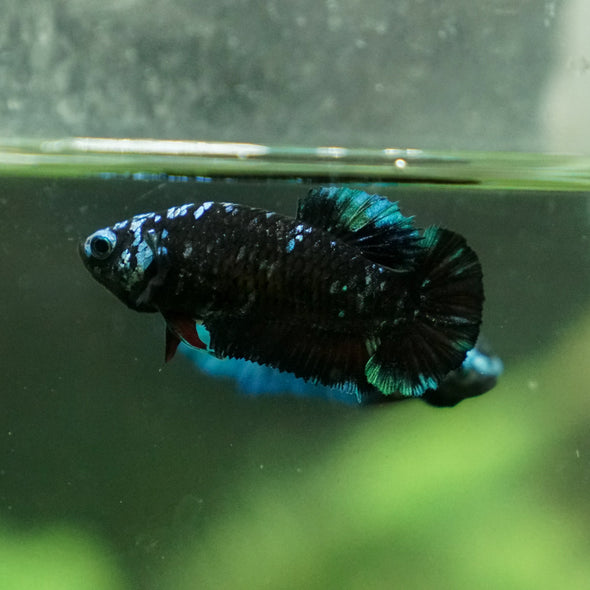 Black Galaxy Koi Plakat (Avatar) - Female- 13 Weeks Old