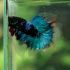 Black Base Galaxy Koi Halfmoon (Avatar) - 14 weeks old