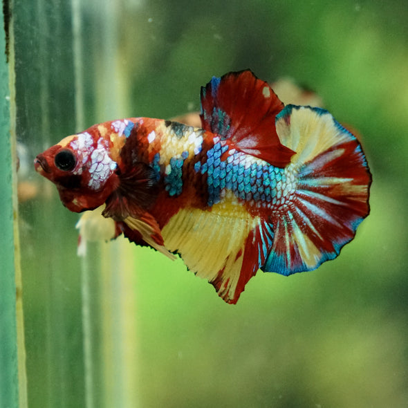 Multicolor/Galaxy Koi Plakat -13 weeks Old