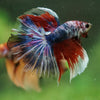 Galaxy/Candy Koi Halfmoon - 14 weeks old