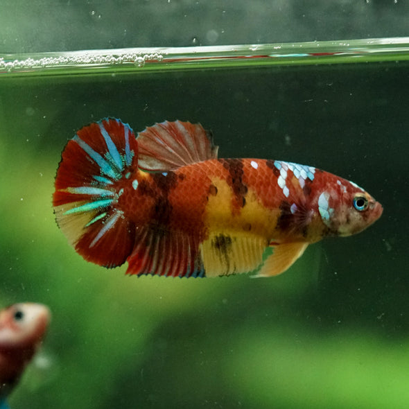 Multicolor/ Galaxy Koi Plakat- Female- 13 Weeks Old