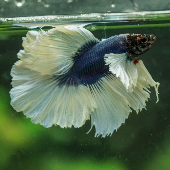 Dumbo Halfmoon - 16 weeks old