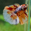 Galaxy/Candy Koi Halfmoon - 14 weeks old
