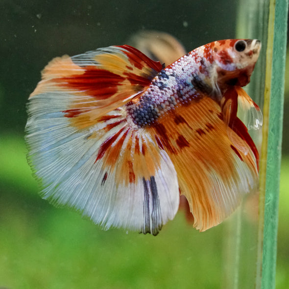 Galaxy/Candy Koi Halfmoon - 14 weeks old