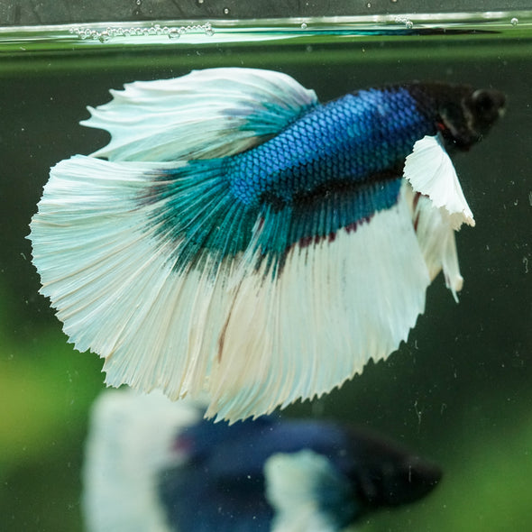 Dumbo Halfmoon - 12 weeks old