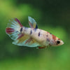 Multicolor/ Galaxy Koi Halfmoon - Female- 13 Weeks Old