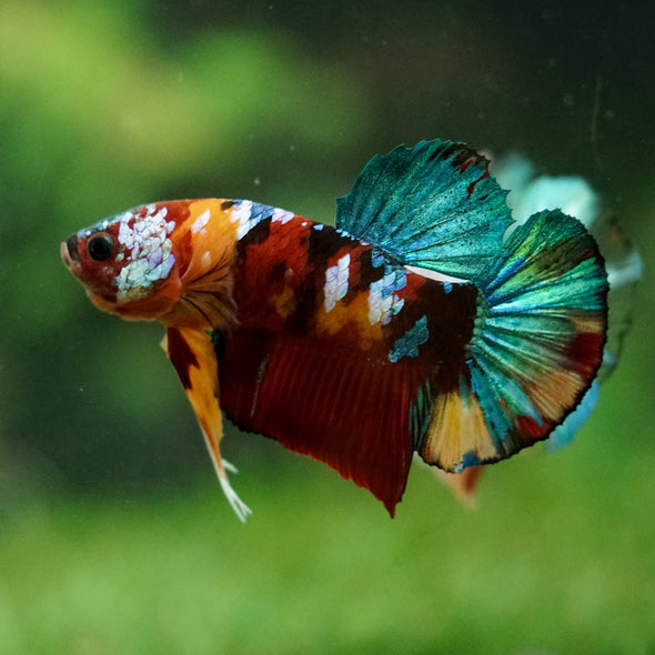 Multicolor/Galaxy Koi Plakat -16 weeks Old