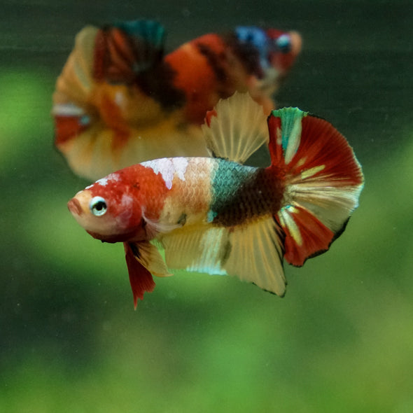 Multicolor/Galaxy Koi Plakat -11 weeks Old