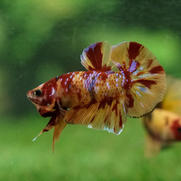 Multicolor/Galaxy Koi Plakat -13 weeks Old