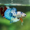 Multicolor/Galaxy Koi Plakat -11 weeks Old