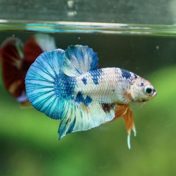 Multicolor/Galaxy Koi Plakat -11 weeks Old