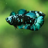 Black Galaxy Koi Plakat (Avatar) - Female- 13 Weeks Old