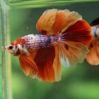 Galaxy/Candy Koi Halfmoon - 14 weeks old