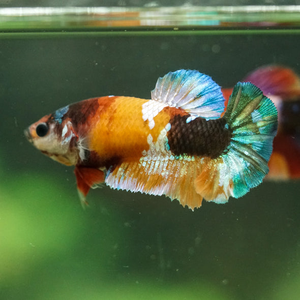 Multicolor/ Galaxy Koi Plakat- Female- 13 Weeks Old