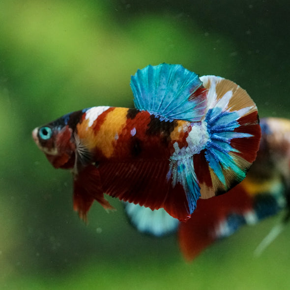Multicolor/Galaxy Koi Plakat -16 weeks Old