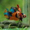 Multicolor/ Galaxy Koi Plakat- Female- 13 Weeks Old