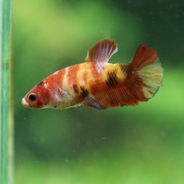 Multicolor/ Galaxy Koi Plakat- Female- 13 Weeks Old