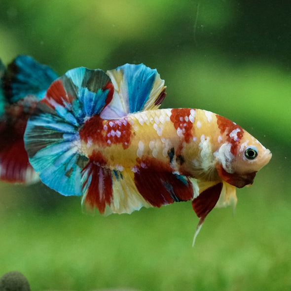 Multicolor/Galaxy Koi Plakat -15 weeks Old