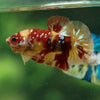 Multicolor/Galaxy Koi Plakat -14 weeks Old