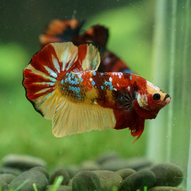 Multicolor/Galaxy Koi Plakat -13 weeks Old