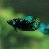 Black Galaxy Koi Plakat (Avatar) - Female- 13 Weeks Old